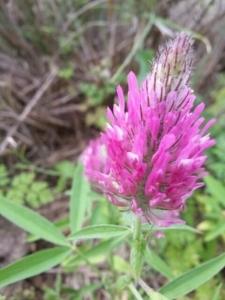 תלתן-הארגמן