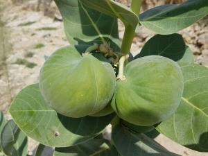 תפוח סדום - פתילת המדבר הגדולה