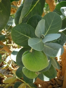 תפוח סדום - פתילת המדבר הגדולה - פרי