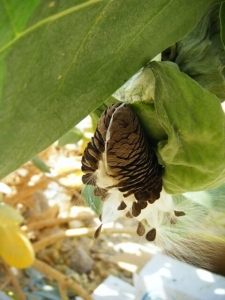 תפוח סדום - פתילת המדבר הגדולה - פריחה