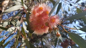 איקליפטוס המצנפת