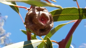 איקליפטוס המצנפת - פרי
