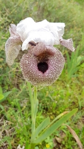 אירוס נצרתי