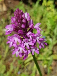 בן סחלב צריפי