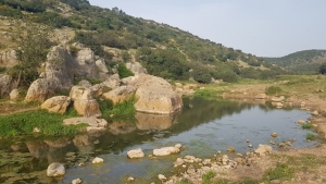 בריכת הצבים