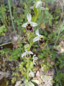 דבורנית דניסמור