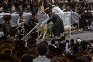 הורדת החמור - והחמור לא זז