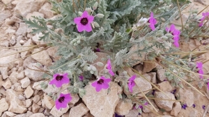 מקור החסידה
