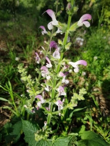 מרווה ירושלמית