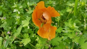 נורית כתומה