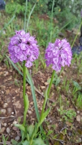 סחלב פרפרני