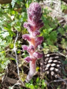 עלקת סגולת פרחים