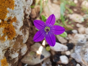 פעמונית צידונית