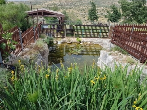 הבריכה הטרופית