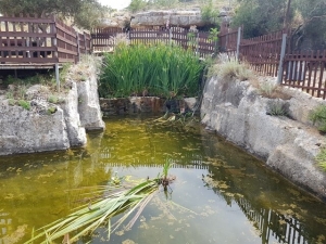 הבריכה הטרופית מבט קדמי