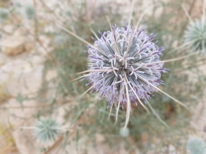 קיפודן בלנש