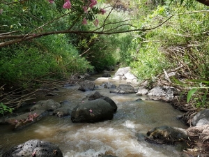 זרימה בנחל יהודיה