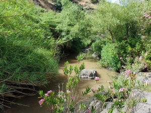 נחל יהודיה - תחילת החלק הרטוב