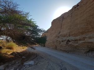 קונגולמרט בנחל מסור