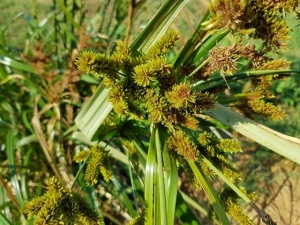 גומא צפוף - שמורת שער פולג