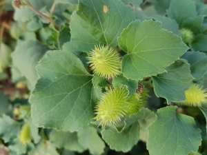 לכיד הנחלים