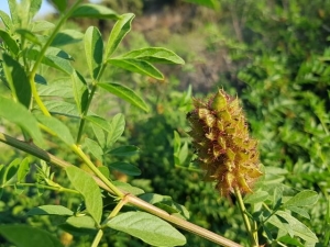 שוש קוצני - שמורת שער פולג