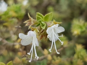 אזובית המדבר