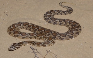 לוכד נחשים - צביקה פרץ