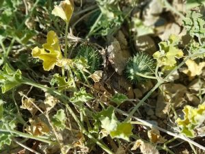 מלפפון הנביאים