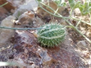 מלפפון הנביאים - פרי