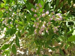 פלגית שיחנית