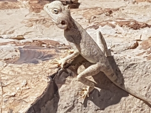 חרדון סיני - נקבה