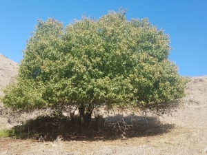 אלון מצוי