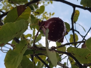 עפץ אלון התולע