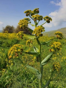 כלך - מעין הקשתות לגבעת יואב
