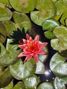 מעיין אור יקר - נימפאה מגוונת