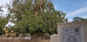 העץ של זאכי המוכס