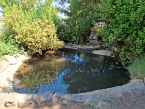 עין שוקו